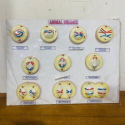 Animal Meiosis Model for Education Real Image