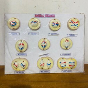 Animal Meiosis Model for Education Real Image